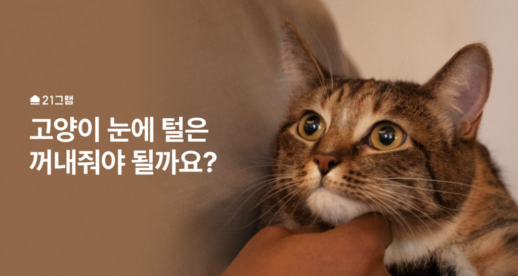 고양이 눈에 털