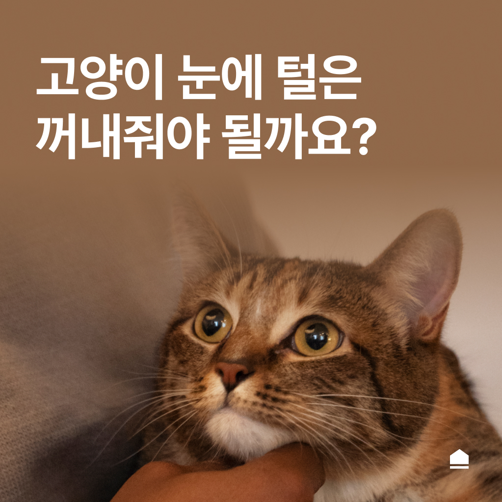 고양이 눈에 털이 들어갔을 때, 집사가 해야 할 행동