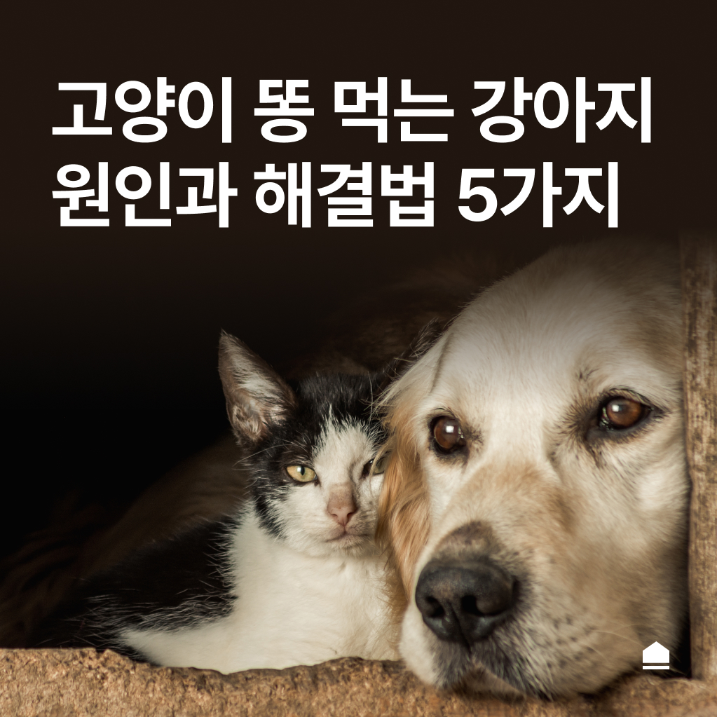 고양이 똥 먹는 강아지, 원인과 해결법 5가지