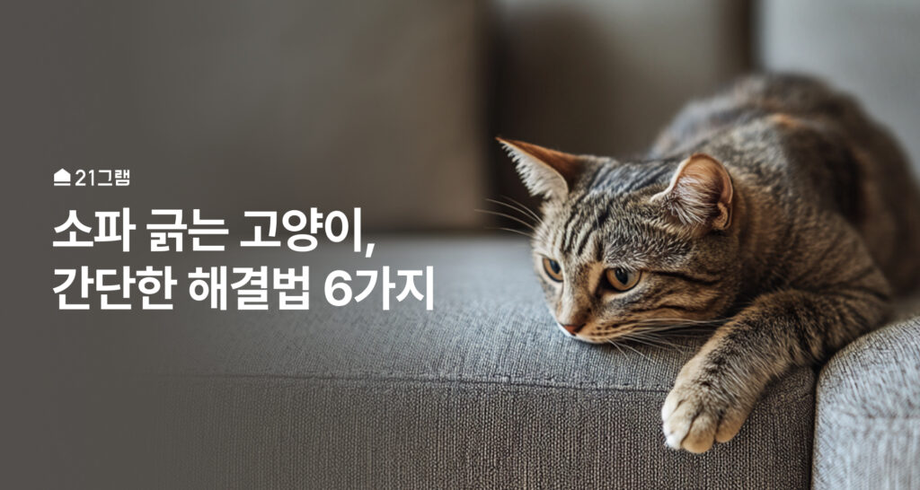 소파 긁는 고양이