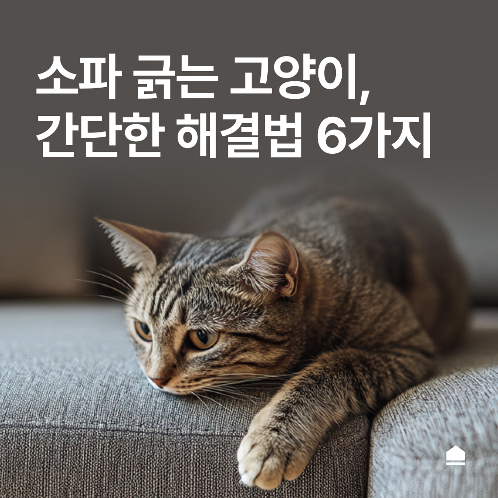 소파 긁는 고양이, 간단한 해결법 6가지