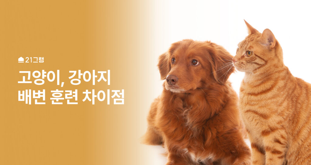 고양이, 강아지 배변 훈련