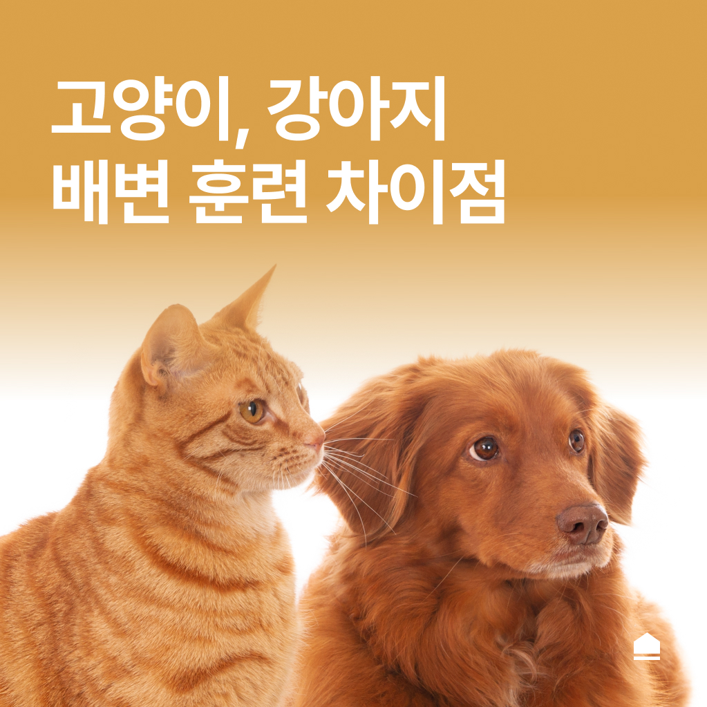 고양이, 강아지 배변 훈련 방법과 차이점