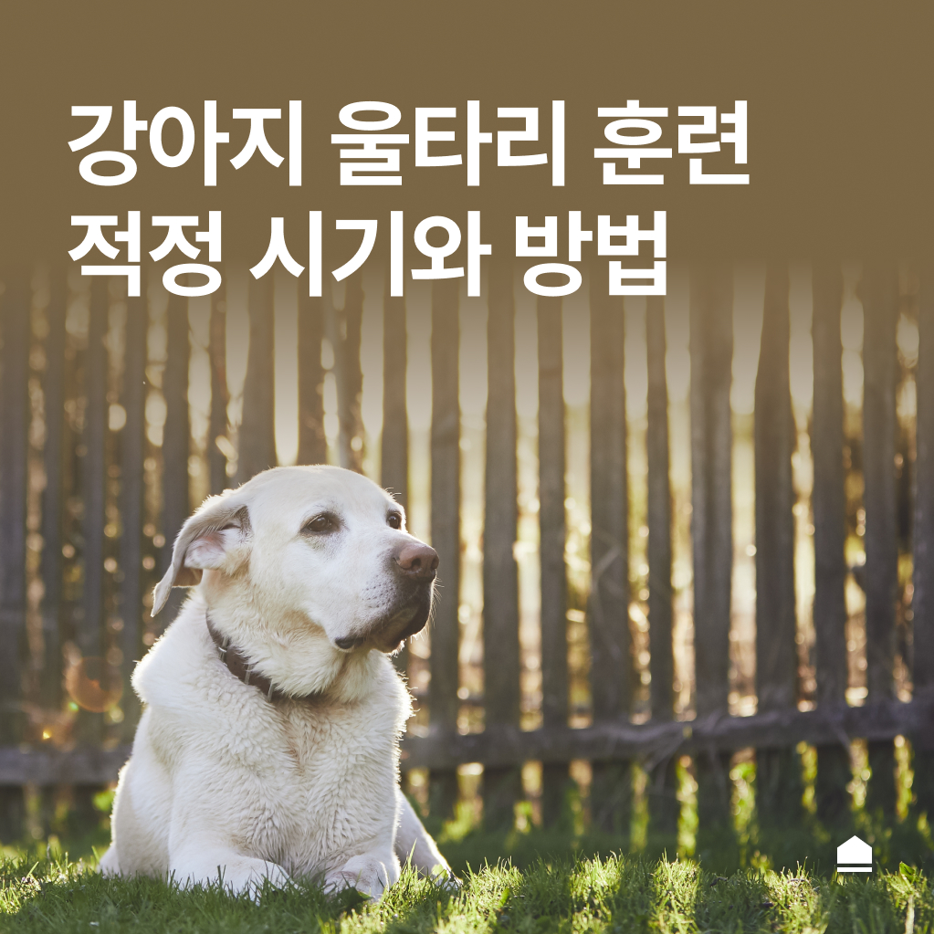 강아지 울타리 언제까지? | 울타리 훈련법