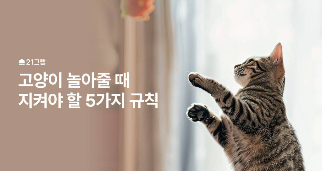 고양이 놀아주기