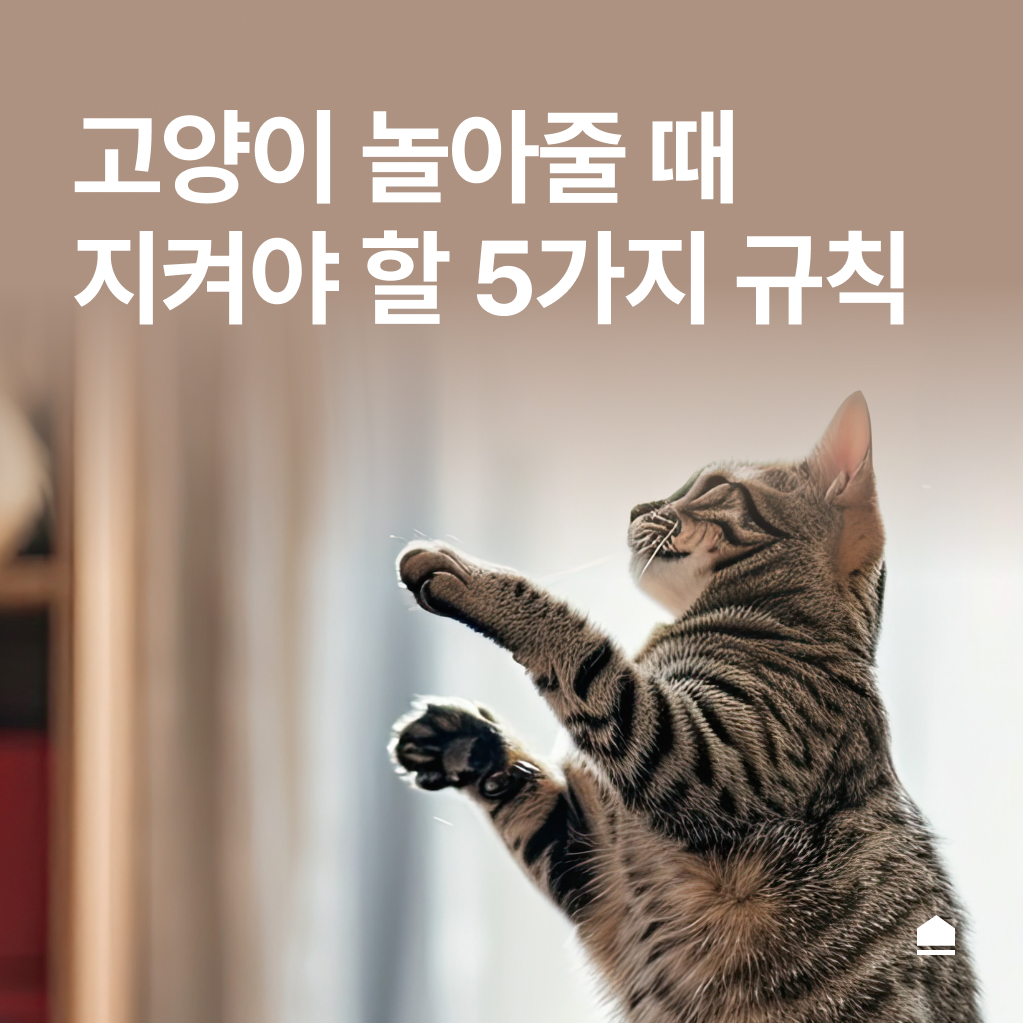 고양이 놀아주기, 5가지 규칙만 지켜주세요.