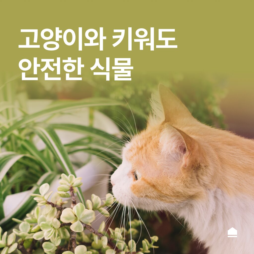 고양이와 키워도 안전한 식물 5가지