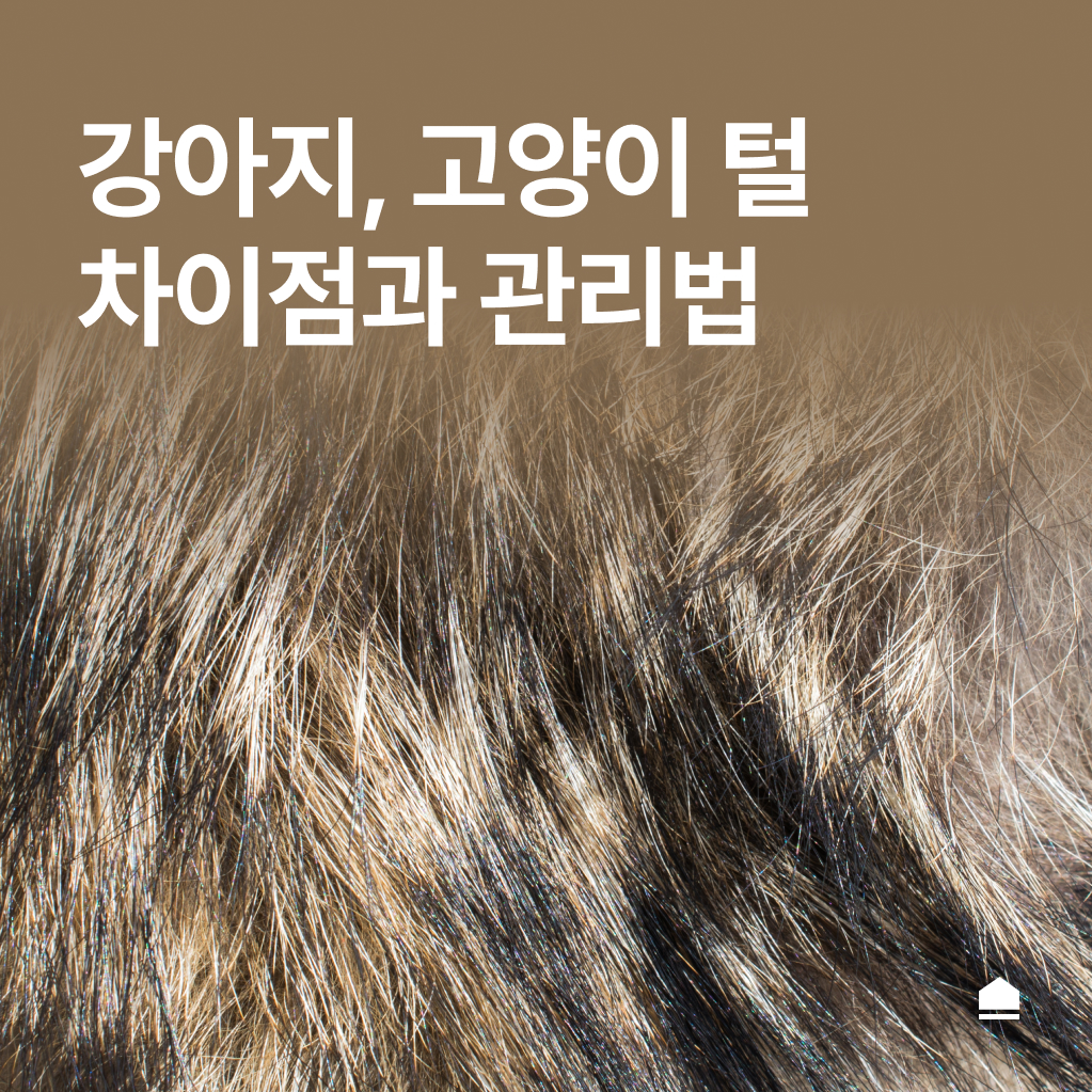 반려동물 털관리 | 강아지, 고양이 털의 차이점과 관리법