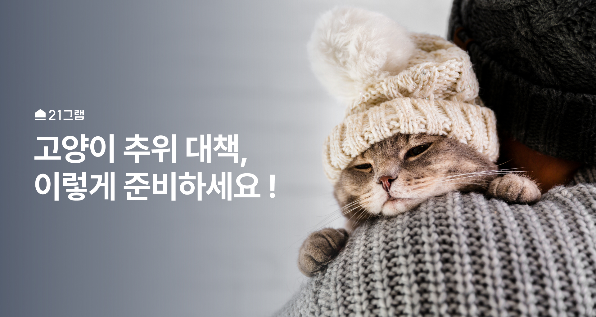 고양이 추위