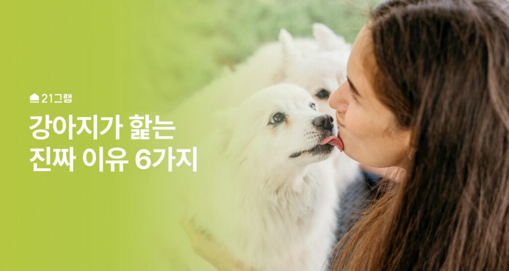 강아지 핥는 이유