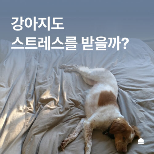 강아지도 스트레스를 받을까? 증상과 원인 알아보기