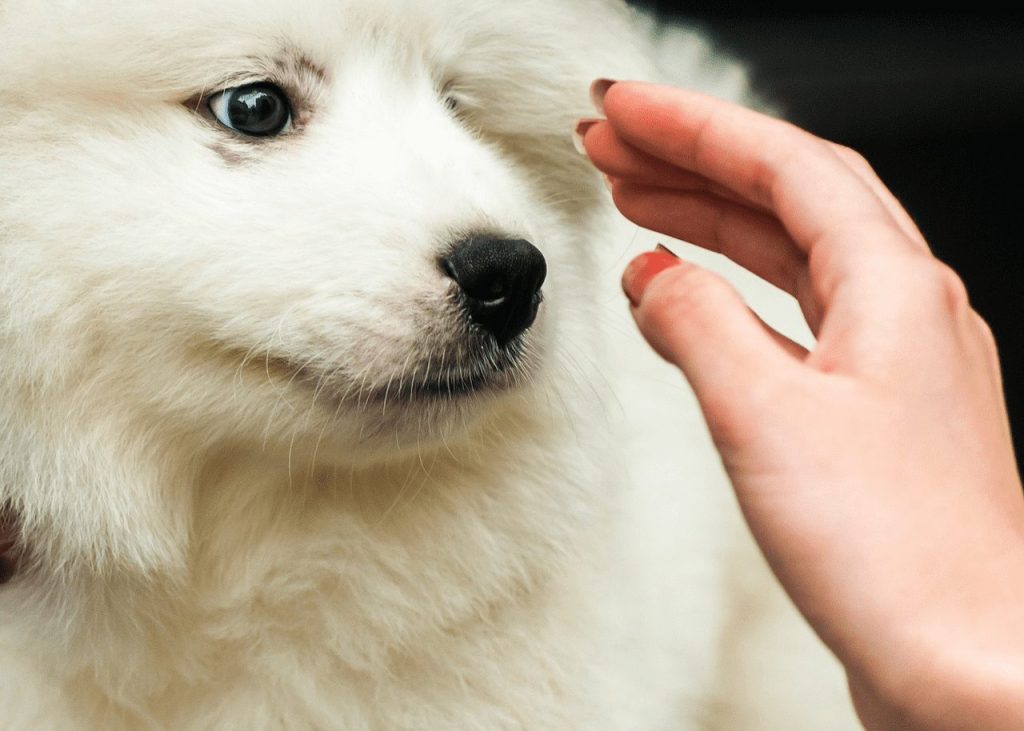 강아지가 아플 때 하는 행동, 강아지 행동, 동물병원, 노견 건강관리, 강아지 예방접종