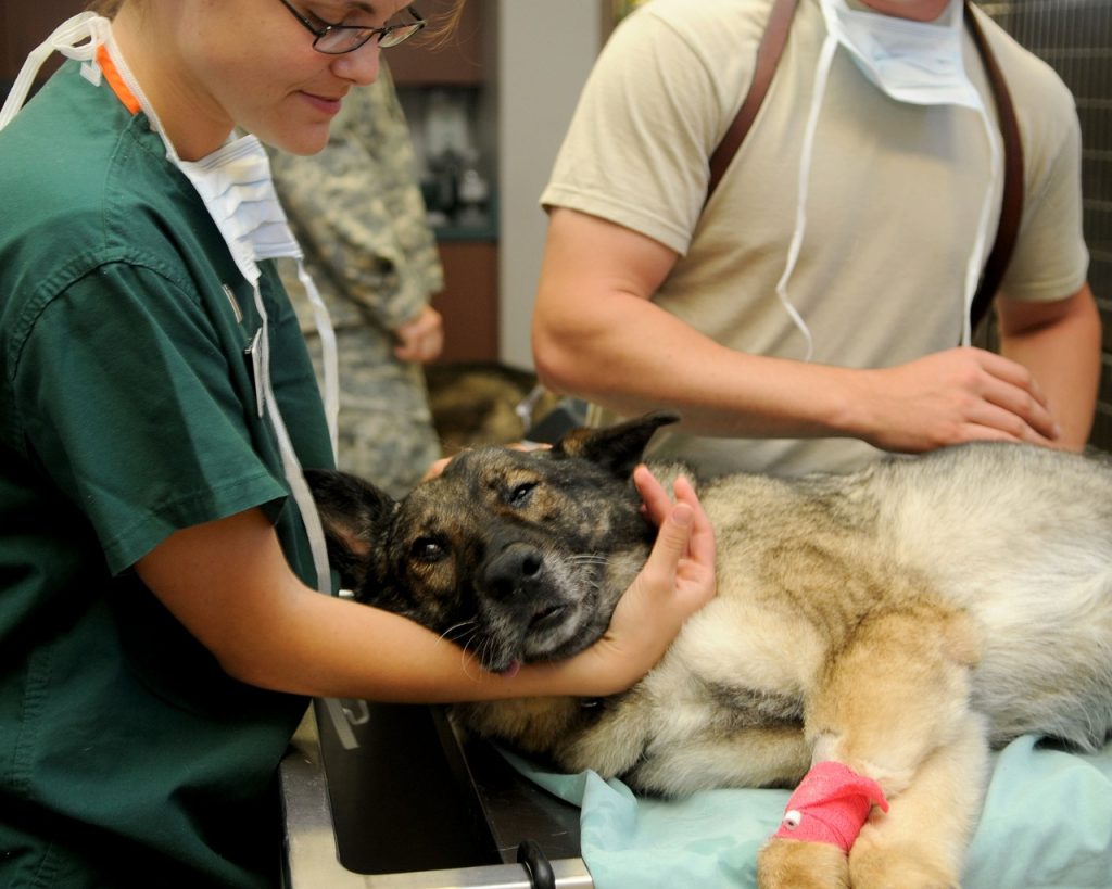 강아지가 아플 때 하는 행동, 강아지 행동, 동물병원, 노견 건강관리, 강아지 예방접종