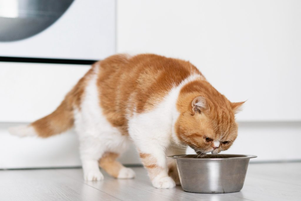 고양이가 먹으면 안되는 음식, 반려묘, 고양이 집사, 고양이 건강, 고양이 질병