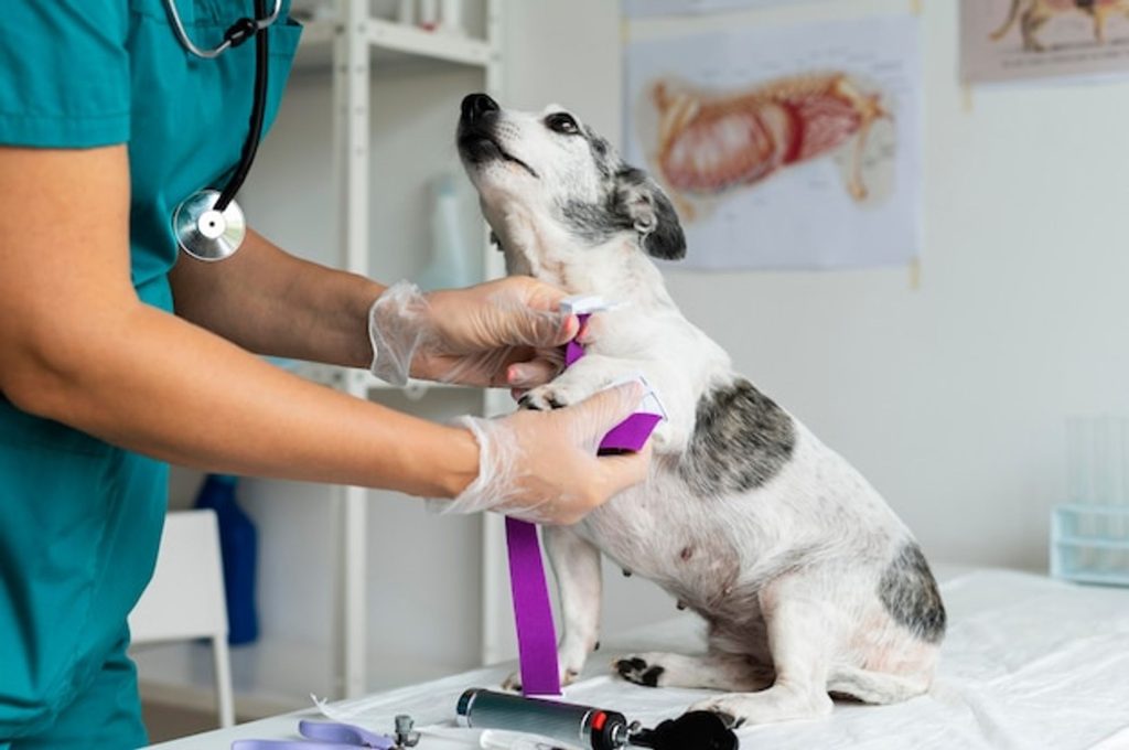 강아지 예방접종, dhppl, 광견병 예방접종, 강아지 심장사상충, 강아지 기침