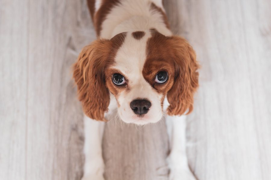 강아지 백내장 초기 증상 4가지? 강아지 눈 하얗게 변하는 이유