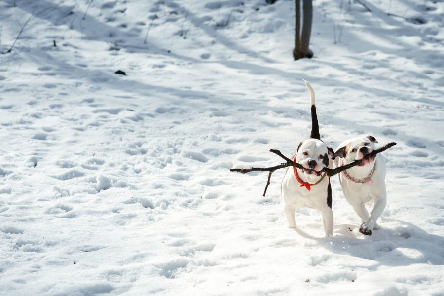 강아지 추위 타나요? 강아지가 추위 탈 때 행동과 대책 4가지