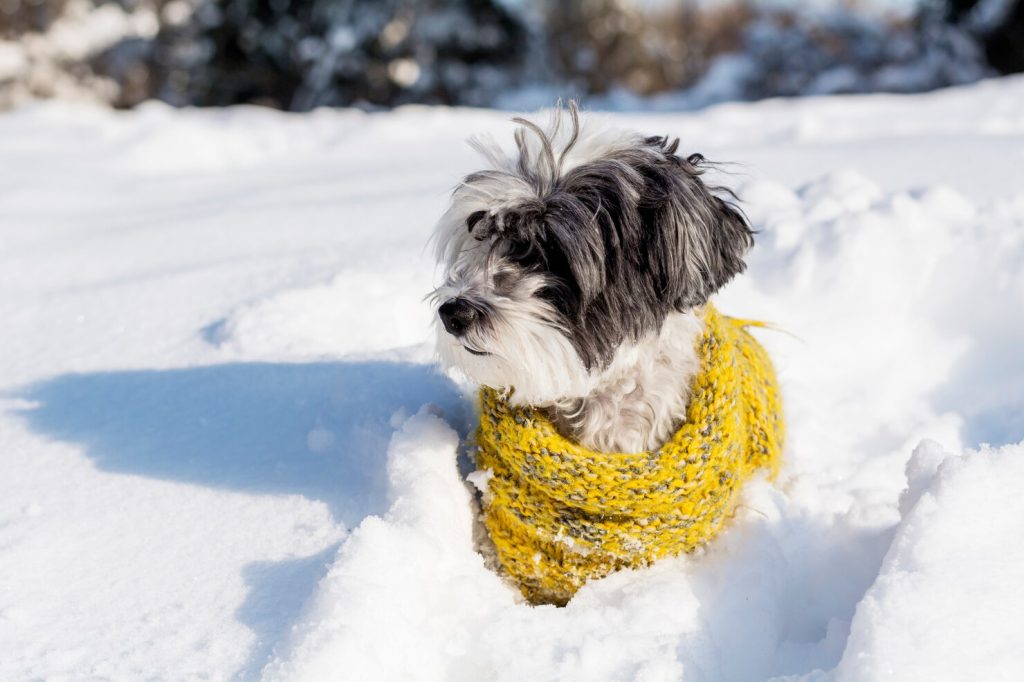 강아지 추위, 강아지 산책 온도, 강아지 겨울 산책, 강아지 체온, 강아지 산책 거부
