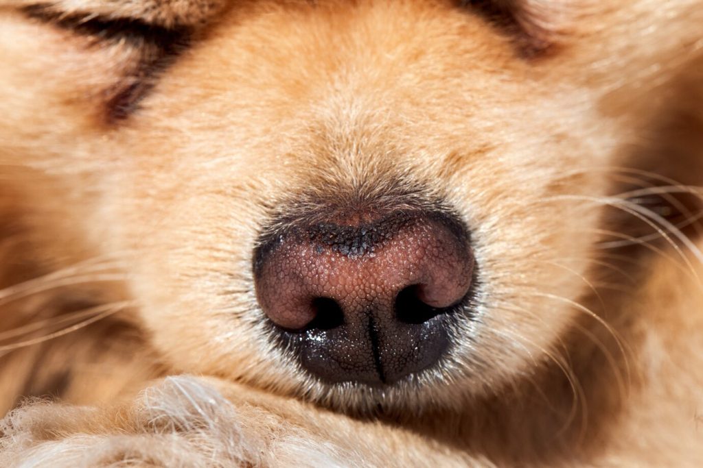 강아지 코 건조, 강아지 코 마름, 강아지 코 촉촉, 강아지 건강, 강아지 코 갈라짐