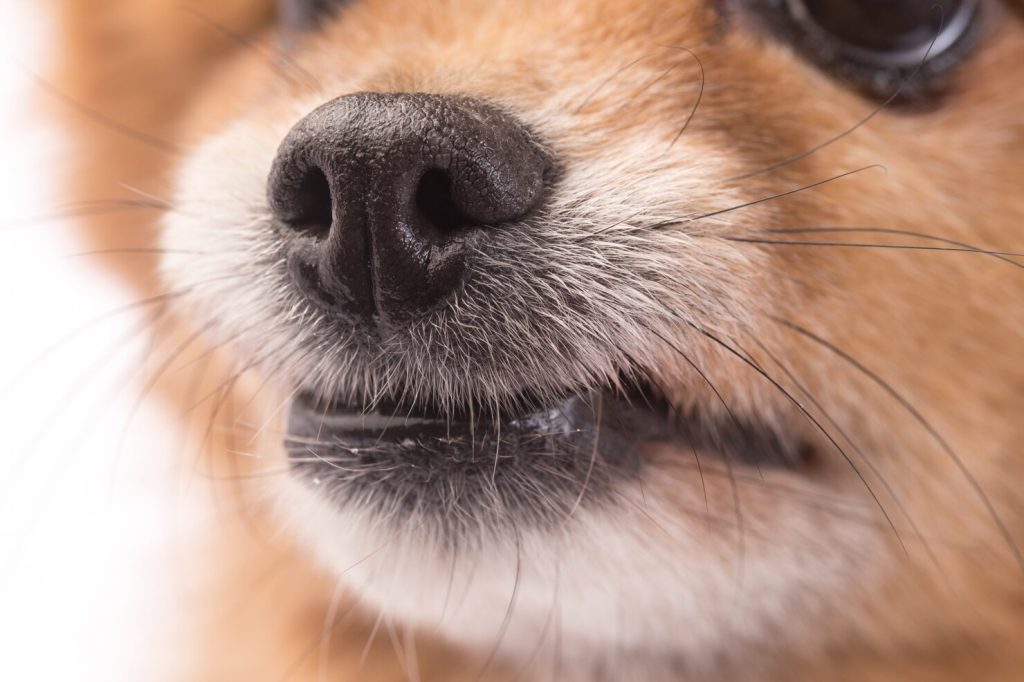 강아지 코 색깔, 면역 질환, 강아지 코 색소 빠짐, 강아지 면역력, 강아지 선크림