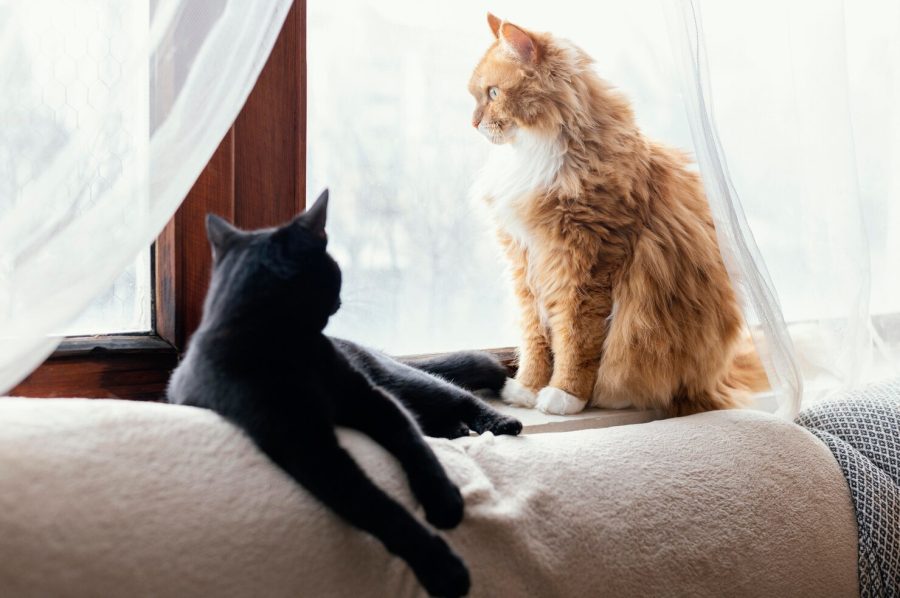 시큼한 냄새의 원인은 고양이 항문낭? 항문낭 질병 4가지 알아보기