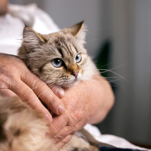 고양이 허피스일까? 감기일까? 4가지 고양이 허피스 증상 알아보기