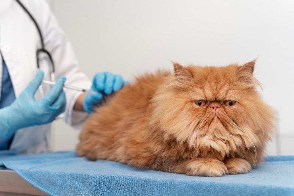 고양이 허피스, 고양이 재채기, 고양이 결막염, 고양이 감기 증상, 고양이 전염병