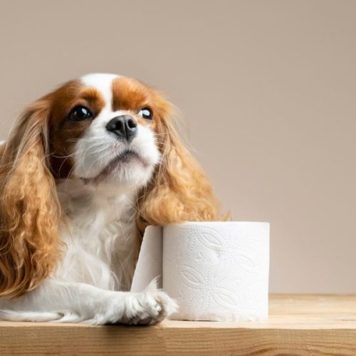 젤리 같은 변? 강아지 점액변 이유와 해결법 4가지