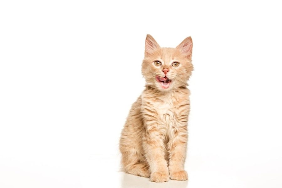 치사율이 높은 고양이 범백, 8가지 원인과 증상