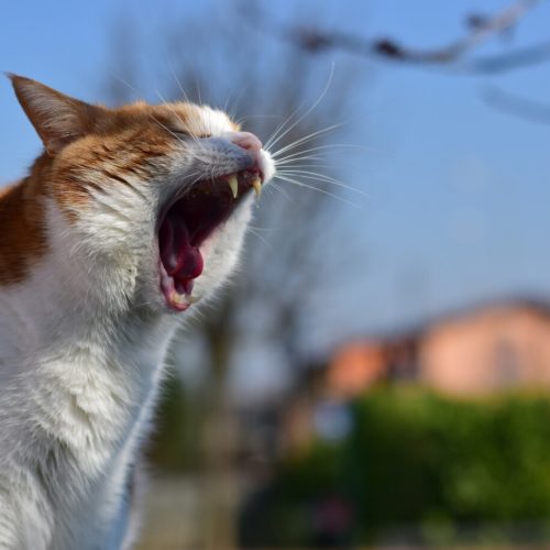 고양이가 자꾸 토해요! 고양이 구토 이유 5가지