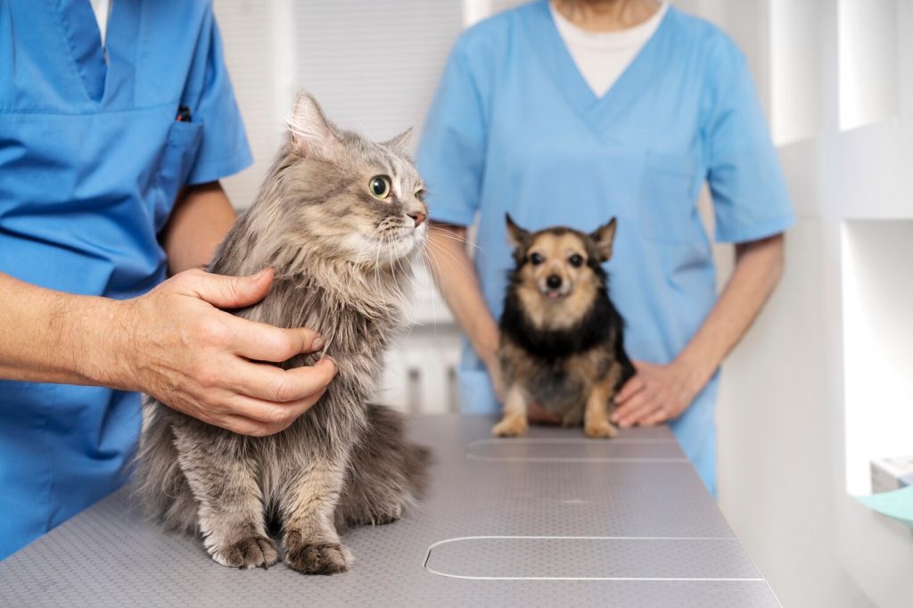 고양이 링웜, 고양이 곰팡이 피부병, 인수 공통 감염병, 고양이 탈모, 피부 사상균