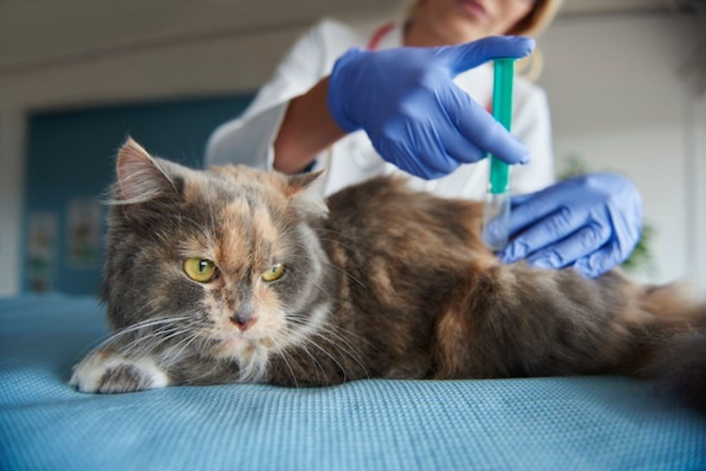 고양이 범백, 범백혈구 감소증, 파보 바이러스, 고양이 장염, 고양이 예방 접종