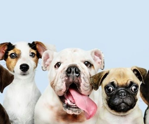 각종 합병증을 일으키는 강아지 당뇨, 6가지 증상과 관리 방법