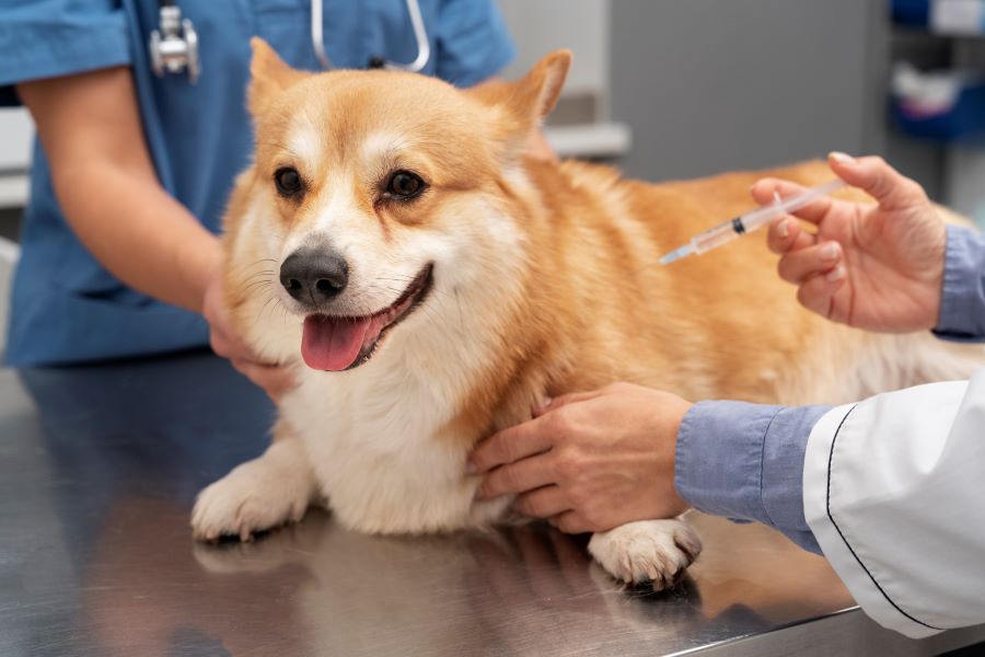 강아지 예방접종 안하면, 강아지 예방접종 시기, 강아지 백신 부작용, 강아지 전염병, 강아지 기침