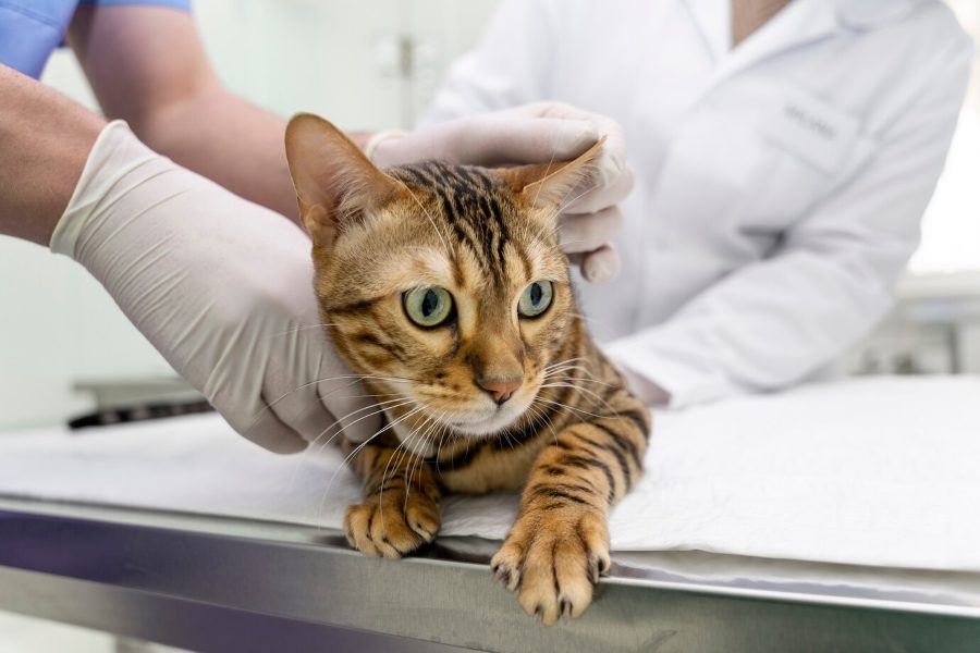 고양이 발정기, 고양이 생리, 고양이 발정 증상, 고양이 발정 시기, 무혈 생리