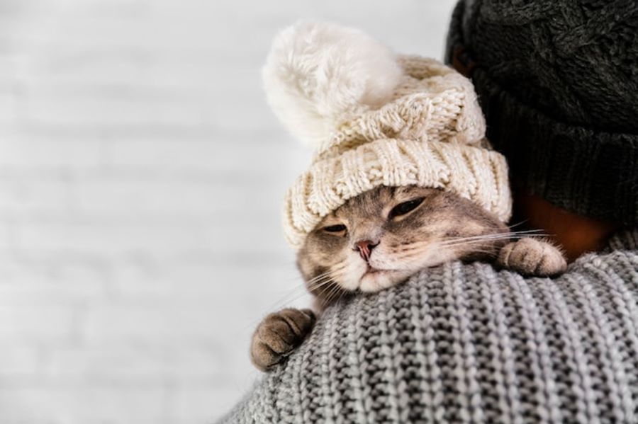 고양이 추위, 고양이 감기, 고양이 온도, 고양이 몸 떨림, 고양이 면역력