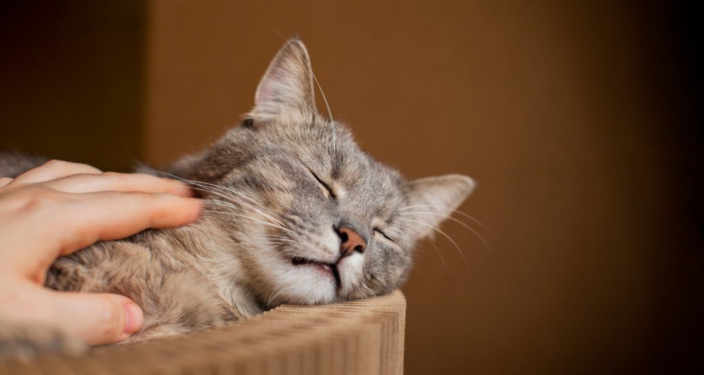 스크레처 위에서 편한 표정으로 단잠에 빠진 고양이를 쓰다듬는 사람 손