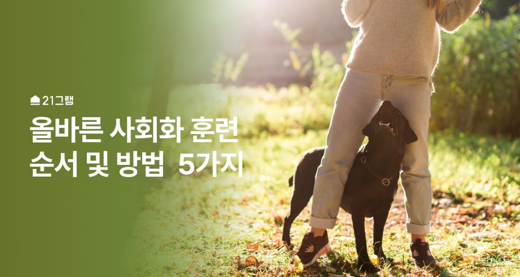 유대감이 형성이 잘 된 강아지와 보호자 강아지가 보호자 사이에 껴서 놀고있다.