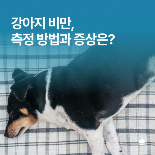 강아지 비만, 측정 방법과 증상은?