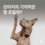 강아지 기억력은 몇 초일까?