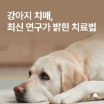 강아지 치매, 최신 연구가 밝혀낸 예방과 치료법