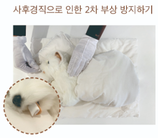 반려동물 기초 수습