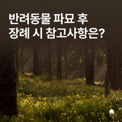 반려동물 파묘 장례 방법과 참고사항은?