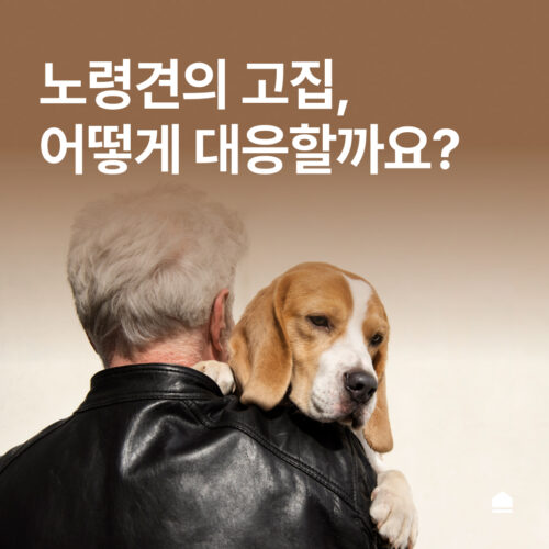 노령견의 고집, 어떻게 이해하고 대응할까요?