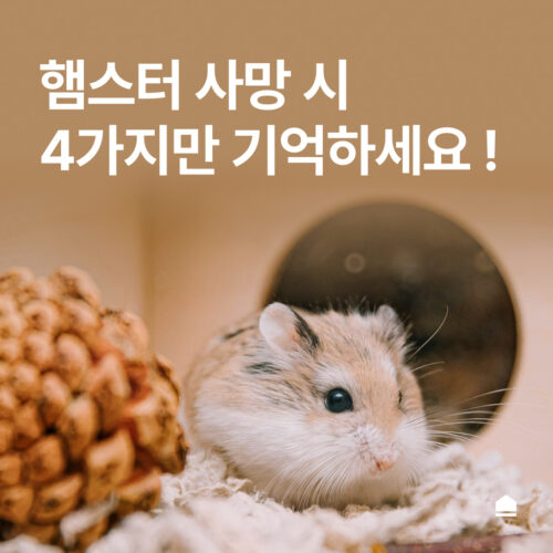 햄스터 사망 시 기억해야 할 4가지