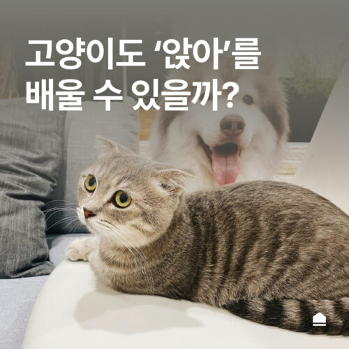 고양이도 “앉아”를 할까? 고양이 훈련 방법 6가지