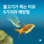 물고기 죽는 이유 5가지와 해결 방법