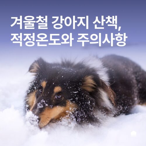 겨울철 강아지 산책 적정온도와 주의사항