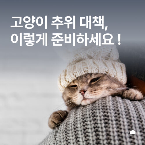 고양이 추위 대책, 이렇게 준비하세요!