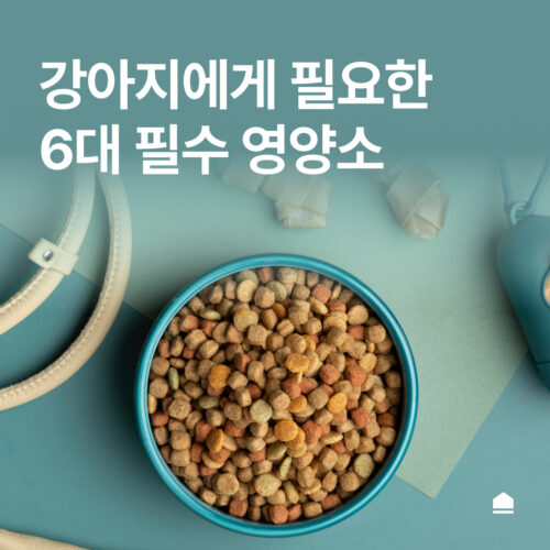 강아지에게 필요한 6대 필수 영양소